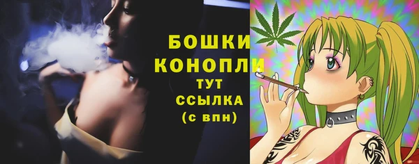 индика Новозыбков