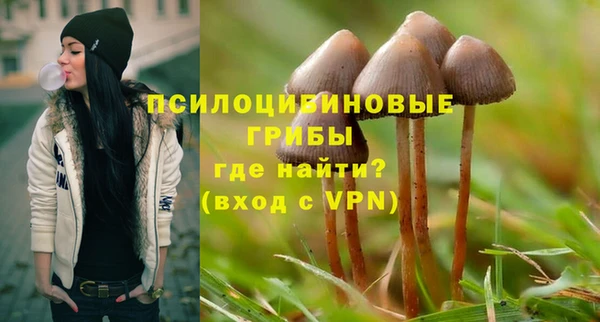 индика Новозыбков